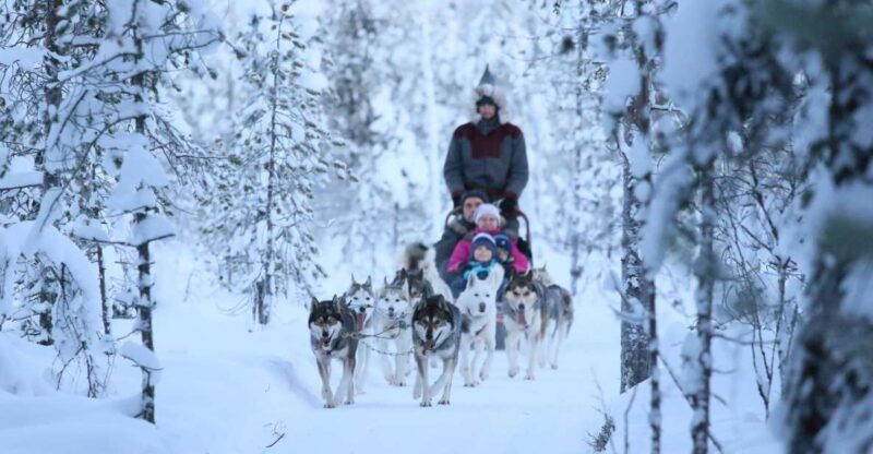 rovaniemi-self-drive-husky-sleigh-ride-adventure
