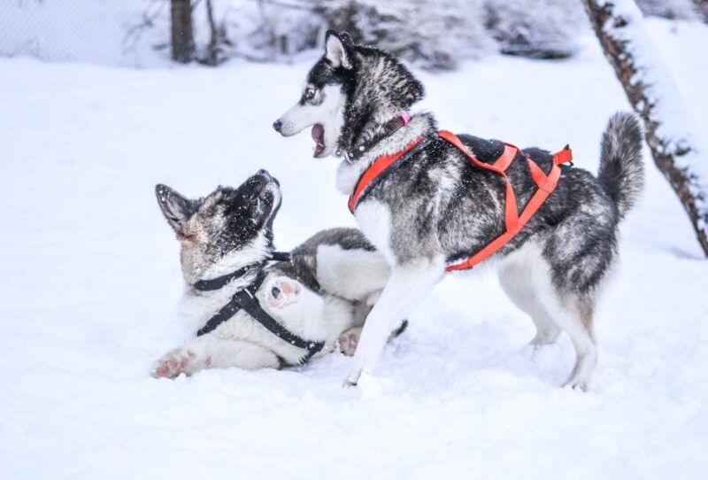 rovaniemi-self-drive-husky-sleigh-ride-adventure