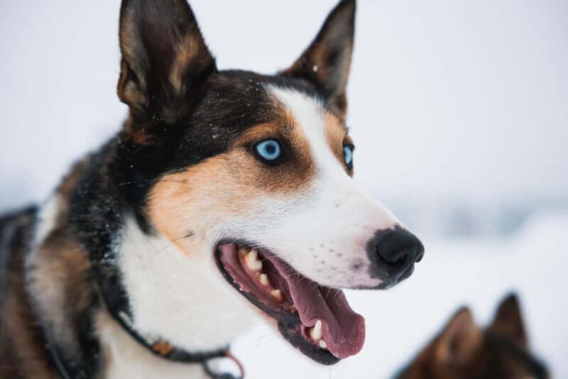 Rovaniemi: Self-Driving Husky Tour 7-kilometers - The Experience in Detail
