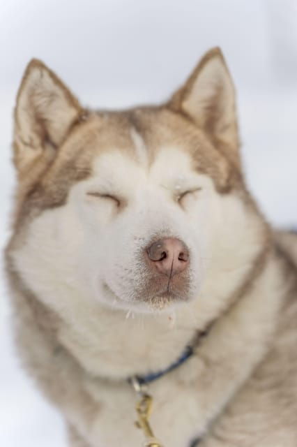 rovaniemi-snowmobile-safari-reindeer-husky-sleigh-ride