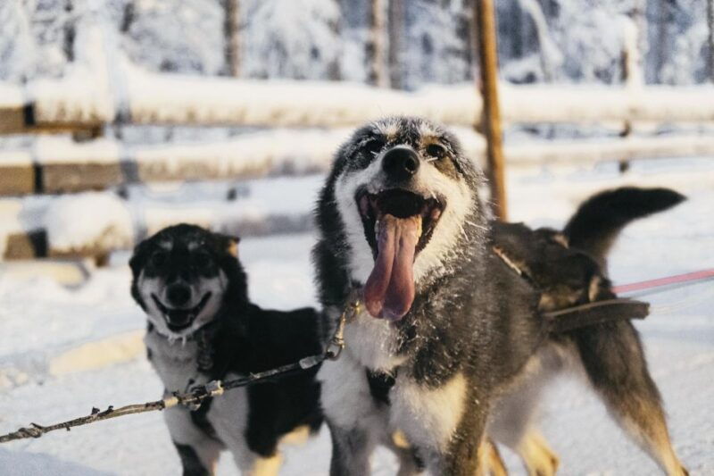 rovaniemi-snowmobile-safari-reindeer-husky-sleigh-ride