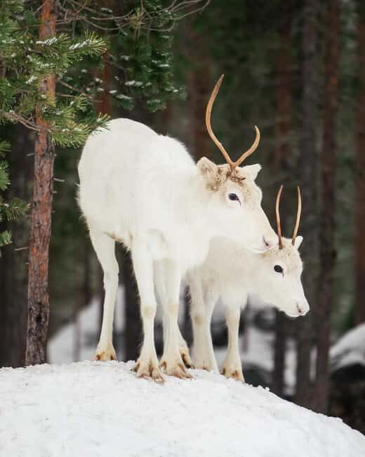 Rovaniemi: Snowshoe trip to meet reindeer - What to Expect During the Tour