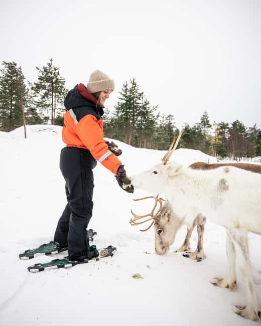 Rovaniemi: Snowshoe trip to meet reindeer - Detailed Breakdown of the Itinerary