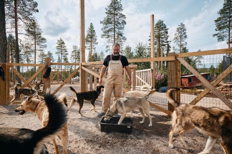 Rovaniemi: Summer Husky Kennel Tour and Cart Ride - Key Points