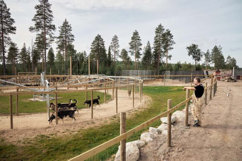 Rovaniemi: Summer Husky Kennel Tour and Cart Ride - FAQ