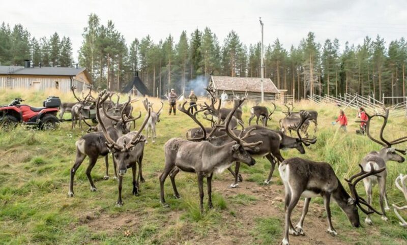 Rovaniemi: Summer Reindeer Farm Experience - Rovaniemi: Summer Reindeer Farm Experience