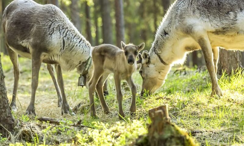 Rovaniemi: Summer Reindeer Farm Experience - The Farm and Its Traditional Roots