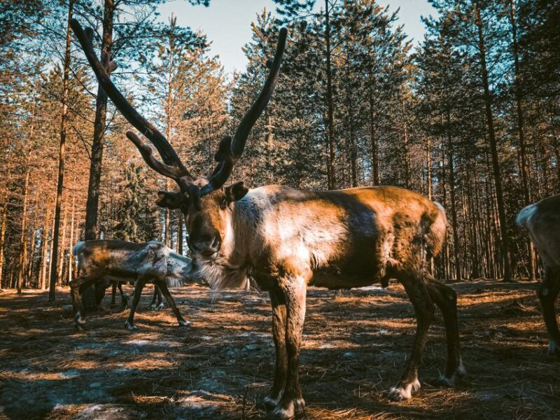 Rovaniemi: Summer Reindeer Farm Experience - Value and Practicalities