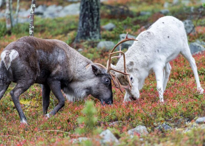 Rovaniemi: Summer Reindeer Farm Experience - Insights from Past Visitors