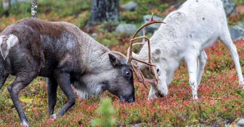 rovaniemi-summer-reindeer-farm-experience