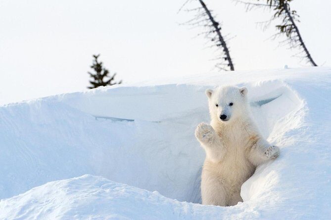 Rovaniemi: Trip to Ranua Zoo with Tickets Included - Exploring the Rovaniemi: Trip to Ranua Zoo with Tickets Included