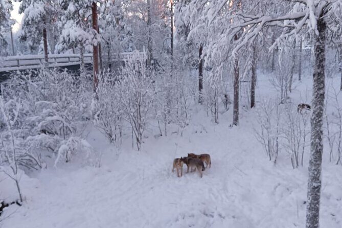 Rovaniemi: Trip to Ranua Zoo with Tickets Included - Final Thoughts: Who Is This Tour For?
