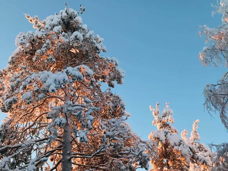 Rovaniemi: Trip to Ranua Zoo with Tickets - Who Will Love This Tour?