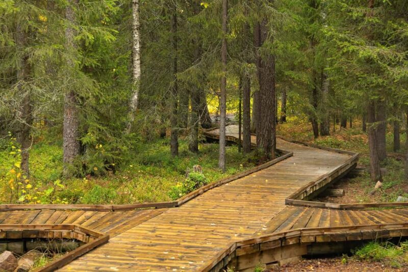 Rovaniemi: Vaattunkiköngäs Trail Arctic Circle Forest Hike - The Itinerary and What You Can Expect