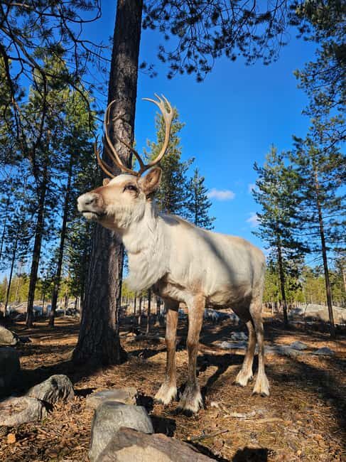 Rovaniemi: Visit Authentic Family-owned Reindeer Farm - Key Points  