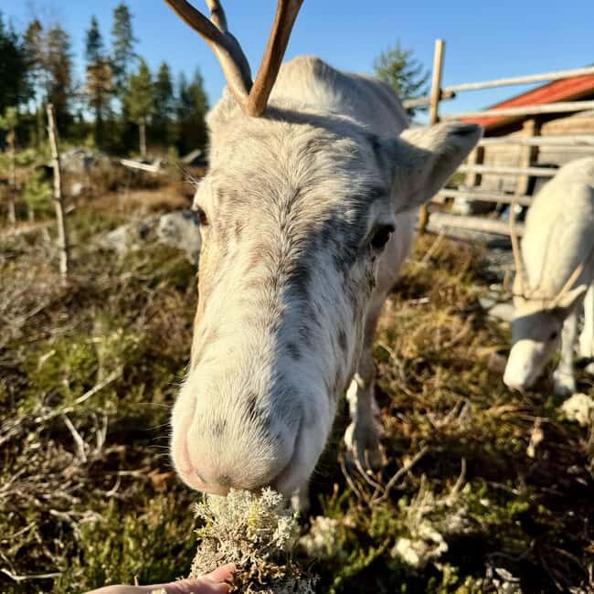 Rovaniemi: Visit Authentic Family-owned Reindeer Farm - Exploring the Reindeer Farm Experience in Rovaniemi