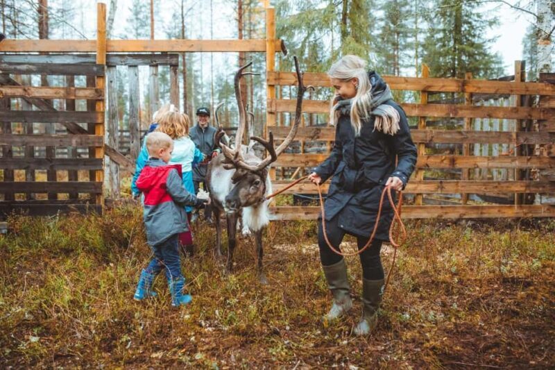Rovaniemi: Walk with Reindeer - What to Expect from the Reindeer Walk Tour