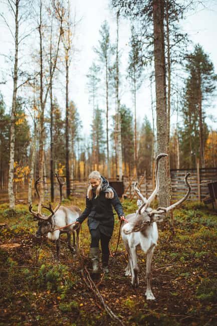Rovaniemi: Walk with Reindeer - Why Youll Love This Experience