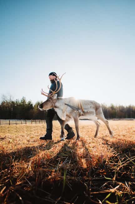Rovaniemi: Walk with Reindeer - FAQs
