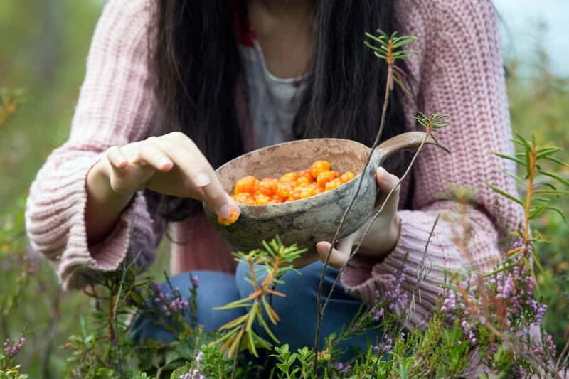 Rovaniemi: Wild Berry Picking and Juice Making - An Overview of the Tour