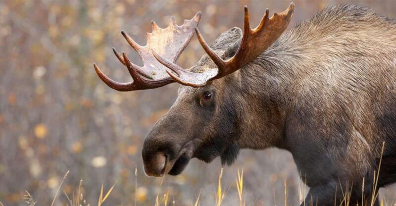 rovaniemi-wild-moose-safari