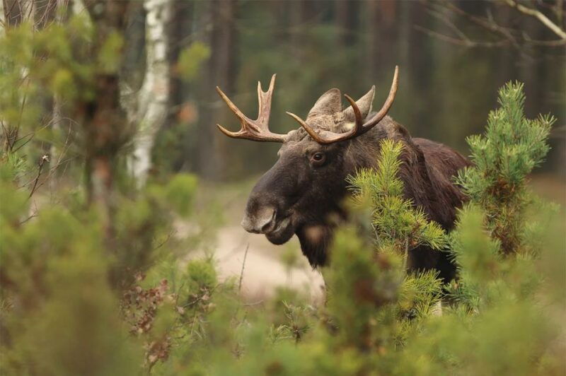 rovaniemi-wild-moose-safari