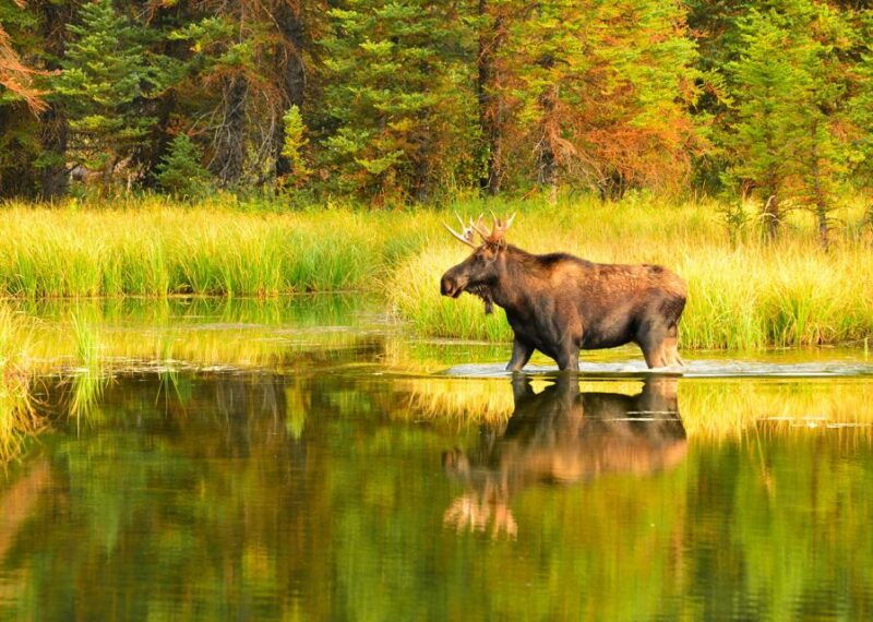 rovaniemi-wild-moose-safari