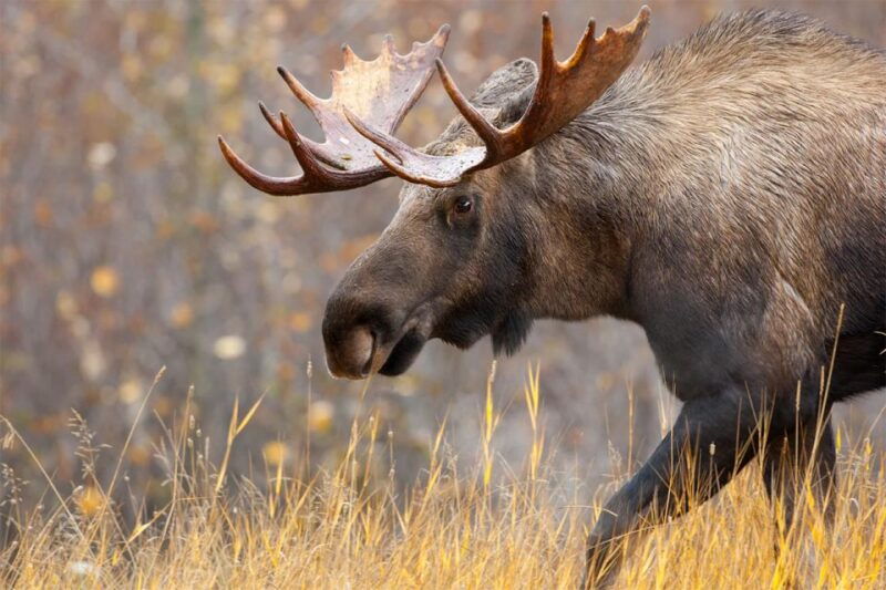 rovaniemi-wild-moose-safari