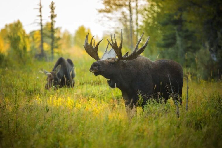 rovaniemi-wild-moose-safari