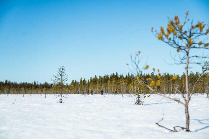 rovaniemi-winter-efatbike-tour-in-snowy-forest
