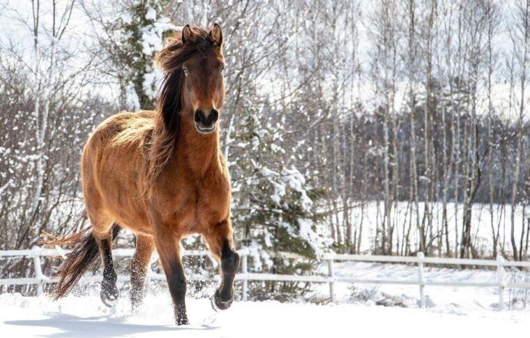 rovaniemi-winter-horse-riding-in-arctic-nature