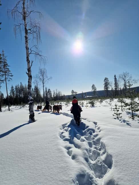 Rovaniemi: Winter Horseback Ride on Snowy Hills and Forests - The Ride: What You’ll Experience