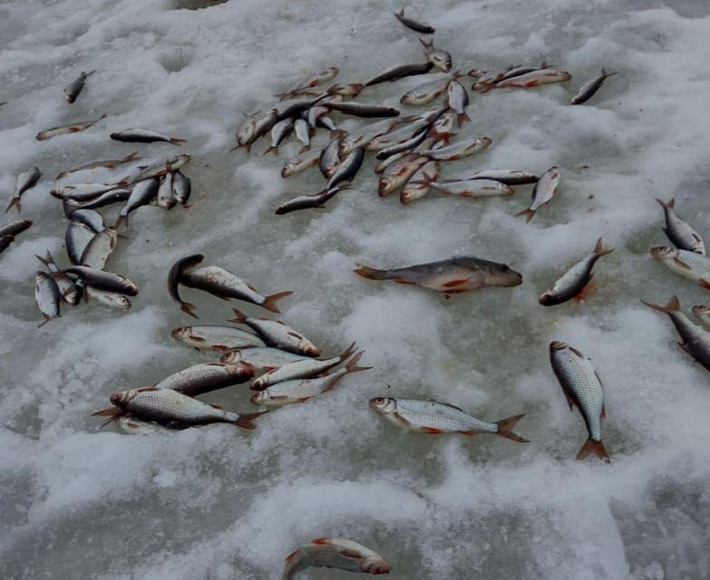 rovaniemi-winter-ice-fishing-tour