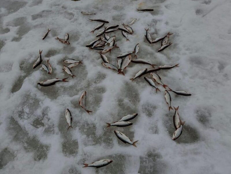 rovaniemi-winter-ice-fishing-tour