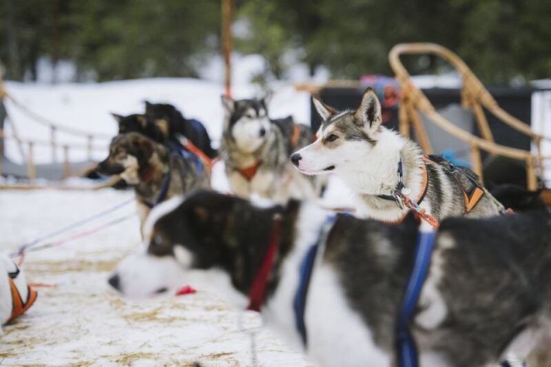 rovaniemi-winter-snowshoeing-reindeer-husky-sleigh-ride