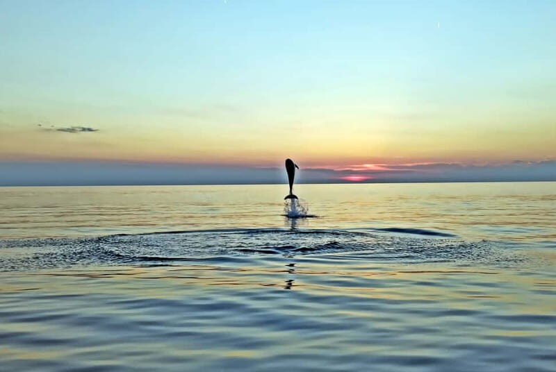 Rovinj: Dolphin Watching Sunset Speedboat Tour with Drinks - Who Will Love This Experience?