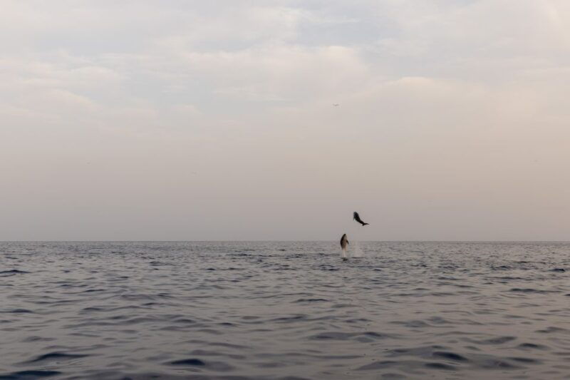 rovinj-dolphin-watching-sunset-speedboat-trip-with-drinks