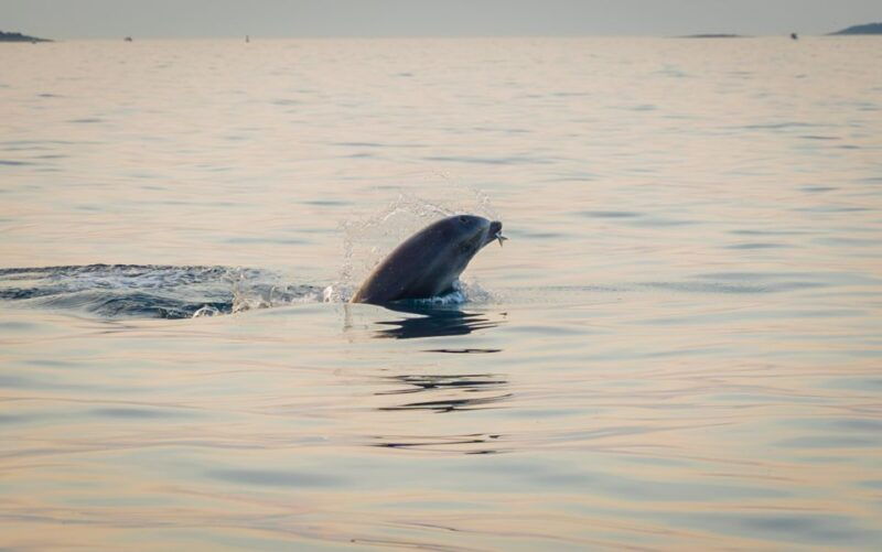 rovinj-dolphin-watching-sunset-speedboat-trip-with-drinks