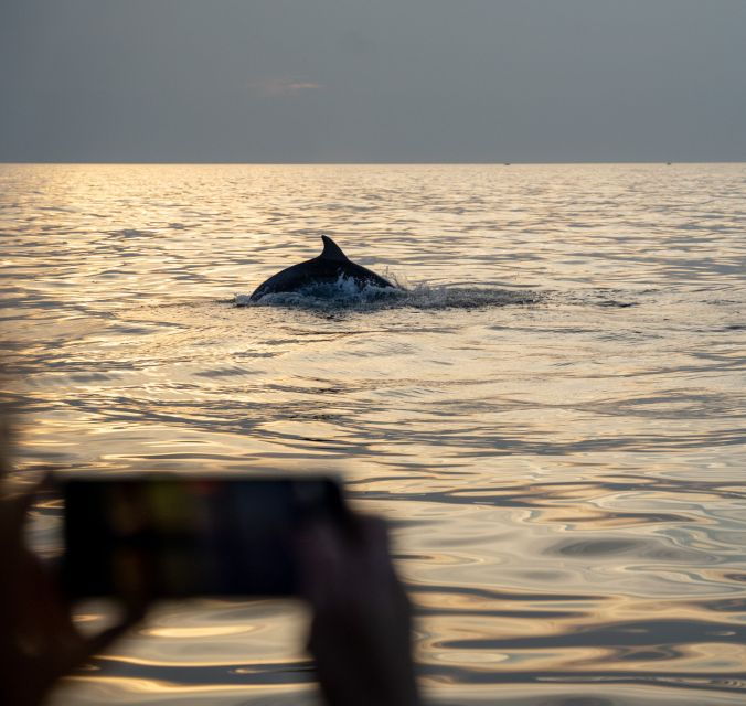 rovinj-dolphin-watching-sunset-speedboat-trip-with-drinks