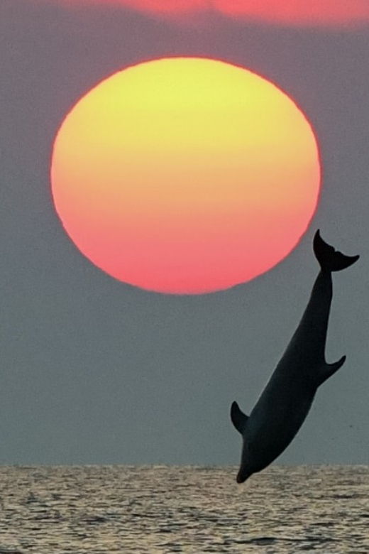 rovinj-family-friendly-dolphin-watching-tour