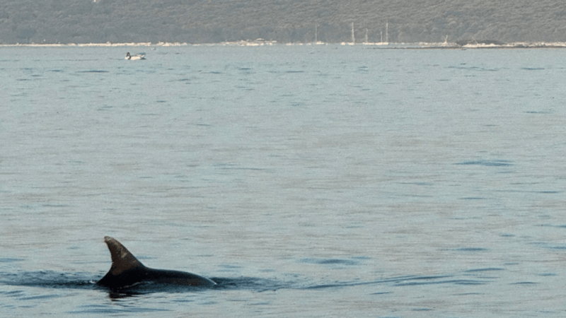 rovinj-family-friendly-dolphin-watching-tour
