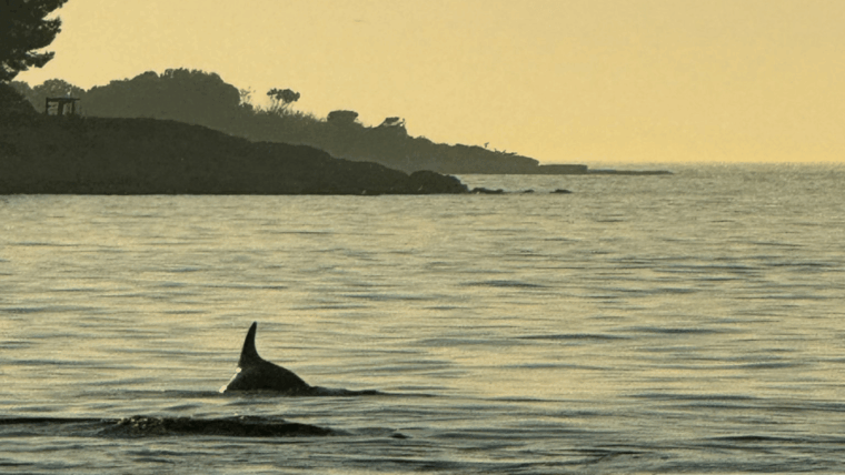 rovinj-family-friendly-dolphin-watching-tour