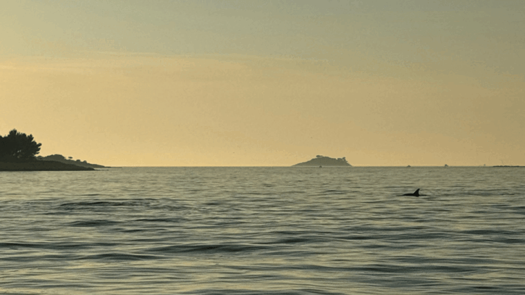 rovinj-family-friendly-dolphin-watching-tour