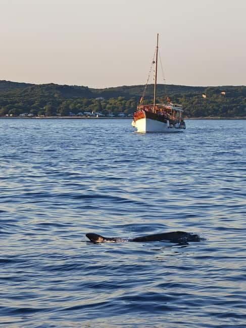 Rovinj: Fish picnic with sunset and dolphin watching - Who Should Consider This Tour?