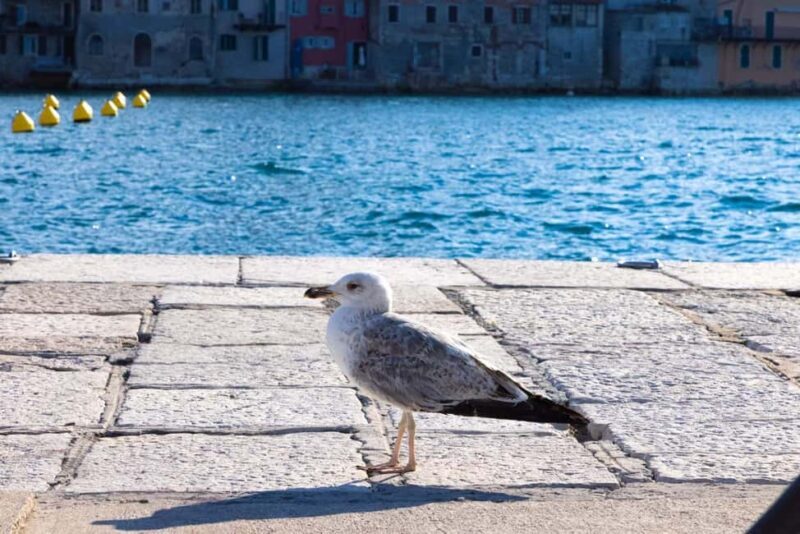 Rovinj: Guided Tour with Lunch & Transfer - A Closer Look at the Rovinj Tour Experience  