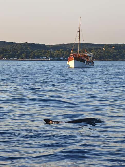 Rovinj: Red Island & Lim Fjord boat tour with BBQ & Swimming - A Detailed Look at the Tour Experience