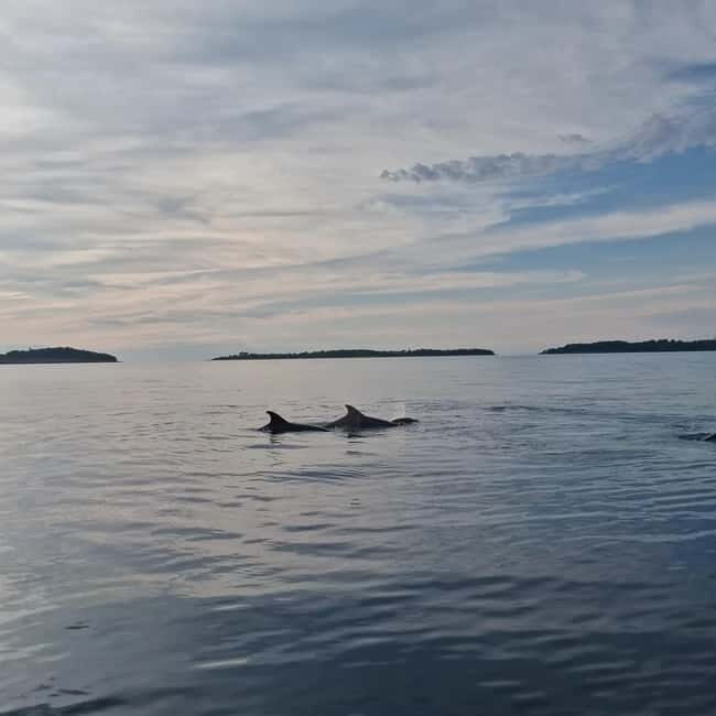 Rovinj: Shared Dolphin and Sunset Tour with Drinks - What Could Be Better?