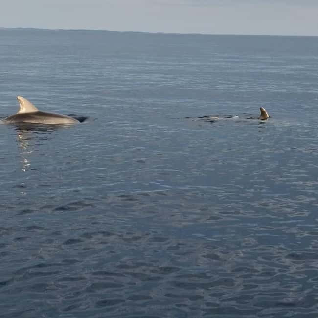 Rovinj: Shared Dolphin and Sunset Tour with Drinks - Practical Tips for Booking and Enjoying the Tour