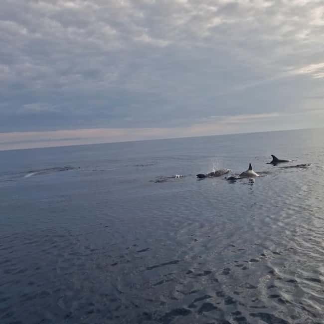 Rovinj: Shared Dolphin and Sunset Tour with Drinks - Who Should Book This Tour?