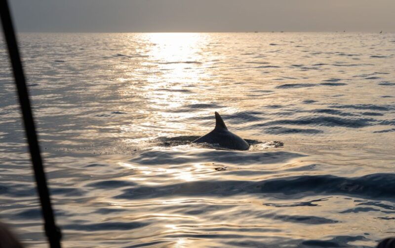 rovinj-sunrise-dolphins-fishermen-at-work-speedboat-tour